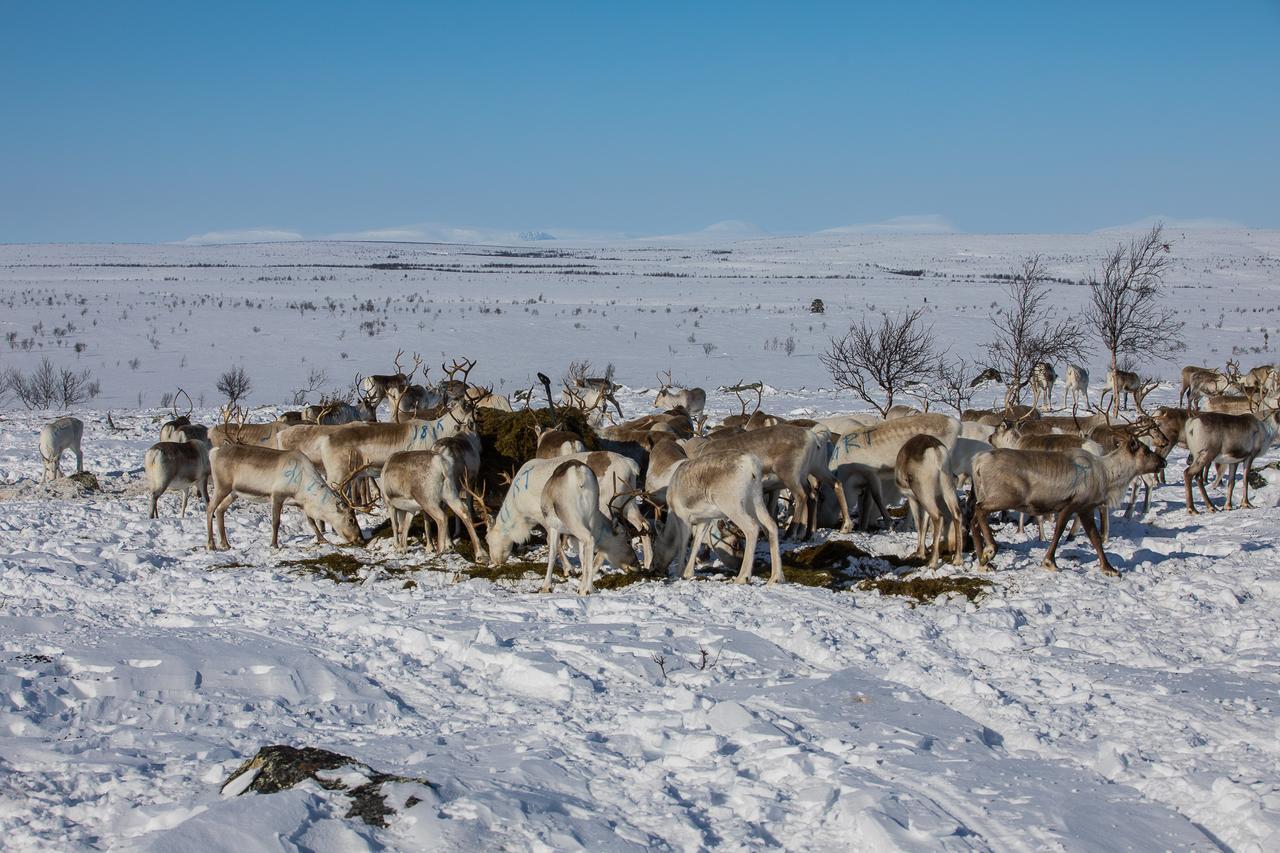 Villa Osman Kelohovi Utsjoki Esterno foto