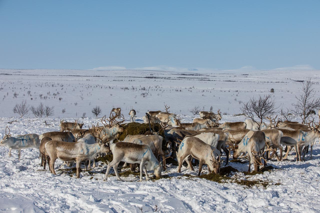 Villa Osman Kelohovi Utsjoki Esterno foto